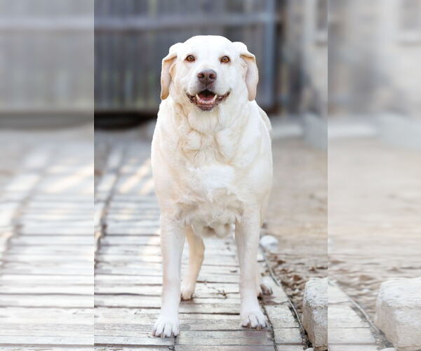 Medium Photo #2 Mutt Puppy For Sale in McKinney, TX, USA