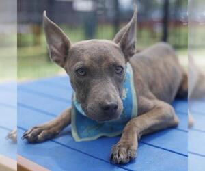 American Staffordshire Terrier-Unknown Mix Dogs for adoption in San Antonio, TX, USA