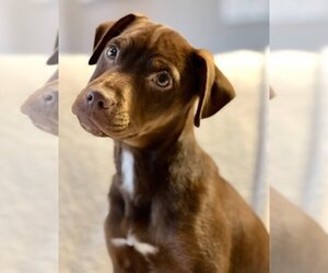 Labrador Retriever-Unknown Mix Dogs for adoption in Omaha, NE, USA