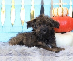 Australian Shepherd-Poodle (Toy) Mix Puppy for sale in FREDERICKSBG, OH, USA