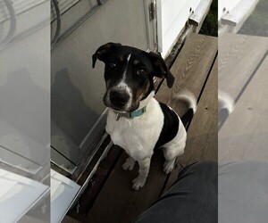 Australian Cattle Dog-Great Dane Mix Dogs for adoption in MACHIAS, NY, USA