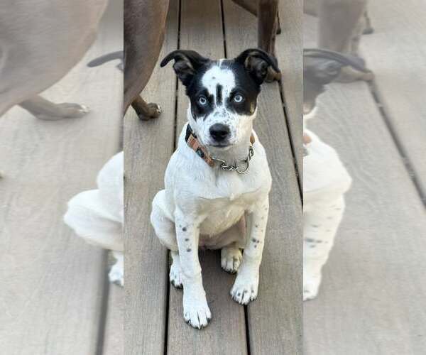 Medium Photo #3 Aussiedor Puppy For Sale in Anchorage, AK, USA