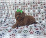 Small #6 Cavapoo