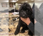 Puppy 2 Labradoodle-Poodle (Standard) Mix