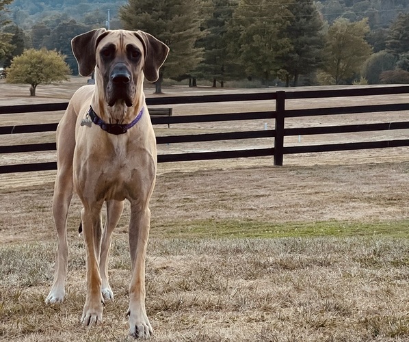 Medium Photo #1 Great Dane Puppy For Sale in GILLETT, PA, USA