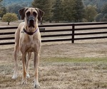 Small Photo #1 Great Dane Puppy For Sale in GILLETT, PA, USA