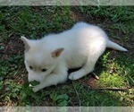 Small Photo #4 Border Collie-Siberian Husky Mix Puppy For Sale in GOOSE CREEK, SC, USA