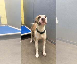 Lincoln - Male Mutt Dog for Adoption - Photo #2