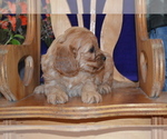 Small #1 Cavapoo