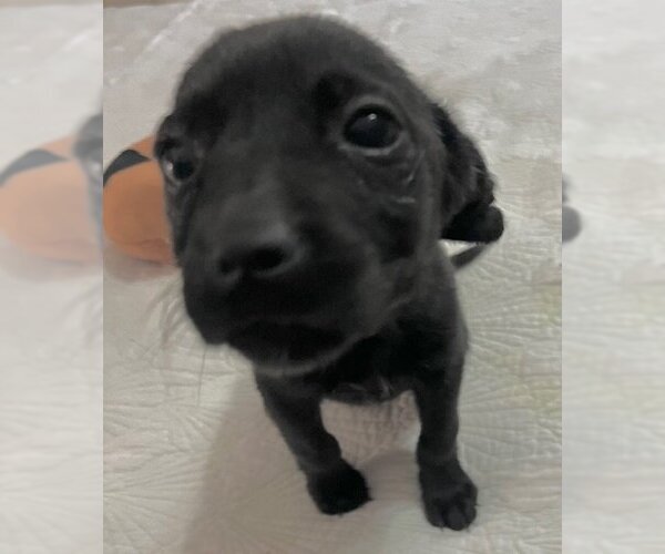 Medium Photo #2 Labrador Retriever-Unknown Mix Puppy For Sale in Glenwood, GA, USA