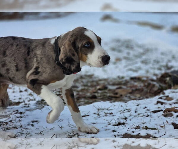 Medium Photo #5 Australian Shepherd-Unknown Mix Puppy For Sale in New London, WI, USA