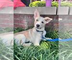 Small Photo #4 Siberian Husky Puppy For Sale in Carrollton, TX, USA