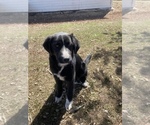 Small Photo #5 Border Collie-Great Pyrenees Mix Puppy For Sale in HURLEY, SD, USA