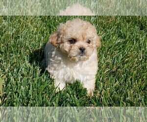 Maltipoo Puppy for Sale in ROSEVILLE, California USA