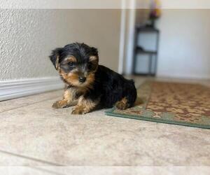 Yorkshire Terrier Puppy for sale in TUCSON, AZ, USA