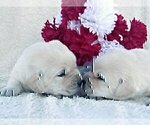 Small #15 Labrador Retriever