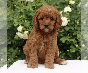 Cavapoo Puppy for sale in PARADISE, PA, USA