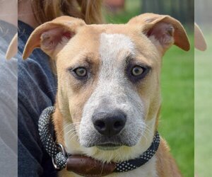 American Staffordshire Terrier-Unknown Mix Dogs for adoption in Huntley, IL, USA