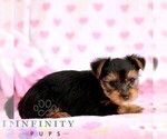 Small #1 Yorkshire Terrier