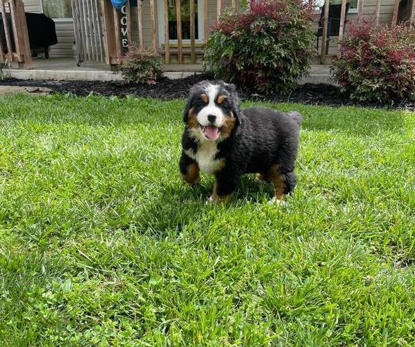 Medium Photo #6 Bernese Mountain Dog Puppy For Sale in NORWOOD, MO, USA