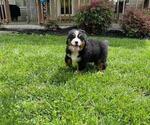 Small #5 Bernese Mountain Dog