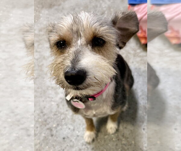 Medium Photo #6 Mutt Puppy For Sale in Boca Raton, FL, USA