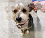 Small #5 Mutt