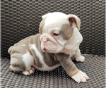 Small #3 English Bulldog