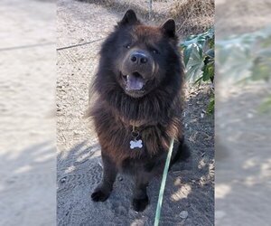 Smokey - Male Chow Chow Dog for Adoption - Photo #4
