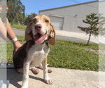 Small Beagle