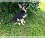 Small Photo #5 German Shepherd Dog Puppy For Sale in DRURY, MO, USA