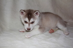 Puppy 2 Alaskan Husky-Pomeranian Mix
