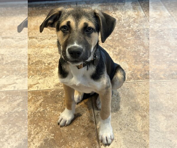 Medium Photo #1 Siberian Husky-Unknown Mix Puppy For Sale in Germantown, OH, USA