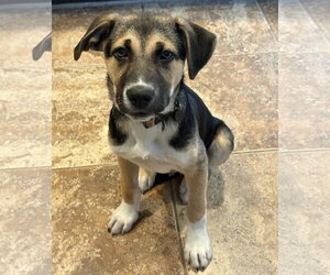 Medium Siberian Husky Mix