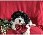 Small Photo #6 Miniature Bernedoodle Puppy For Sale in OXFORD, PA, USA