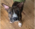 Small #6 Mutt