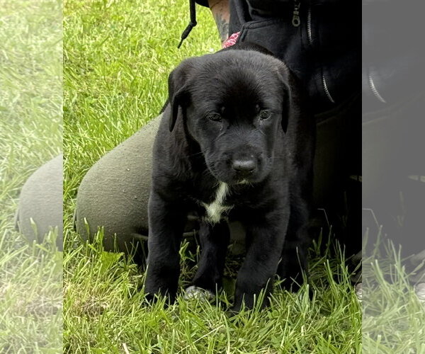 Medium Photo #4 Labrador Retriever-Unknown Mix Puppy For Sale in Stevens Point, WI, USA