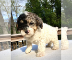 Small Photo #1 Sheepadoodle Puppy For Sale in CHATHAM, PA, USA