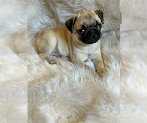 Medium Pug