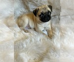 Puppy 3 Pug