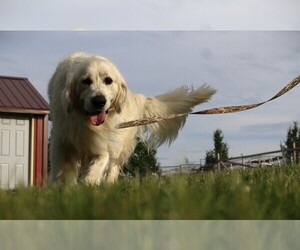 Father of the English Cream Golden Retriever puppies born on 07/02/2025