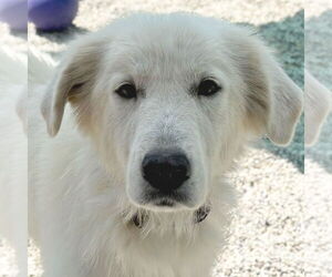 Medium Great Pyrenees Mix