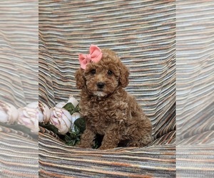 Poodle (Toy) Puppy for sale in OXFORD, PA, USA