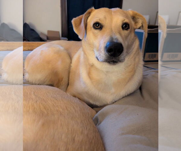 Medium Photo #2  Puppy For Sale in , 