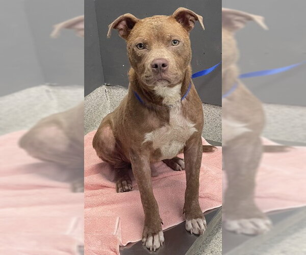 Medium Photo #1 American Staffordshire Terrier Puppy For Sale in Tallahassee, FL, USA
