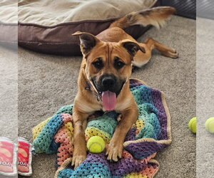 Mutt Dogs for adoption in Fargo, ND, USA