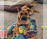 Small Mutt