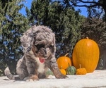 Small #8 Miniature Bernedoodle