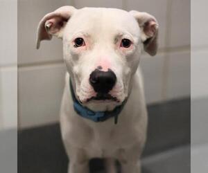 American Staffordshire Terrier-Unknown Mix Dogs for adoption in San Antonio, TX, USA