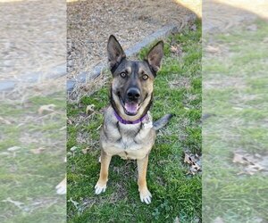 German Shepherd Dog-Unknown Mix Dogs for adoption in Boston, MA, USA